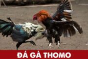 Thomo - đấu trường đá gà nổi tiếng thế giới