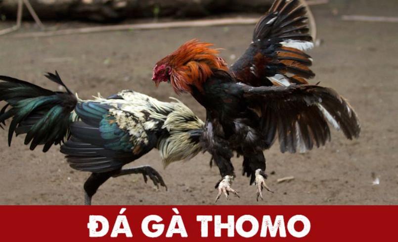 Thomo - đấu trường đá gà nổi tiếng thế giới